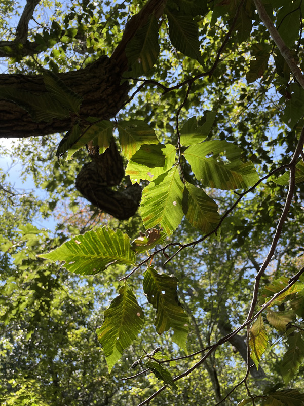 Evidence of beech leaf disease.