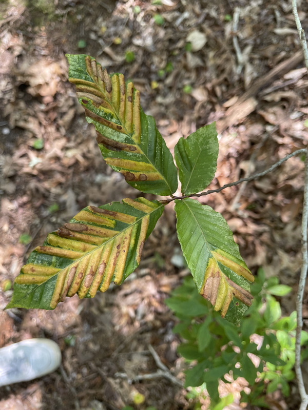 Evidence of beech leaf disease.