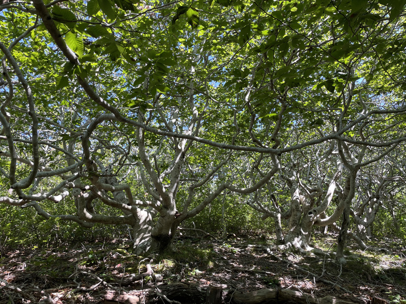 A grove of beech trees at Cedar Tree Neck sanctuary.