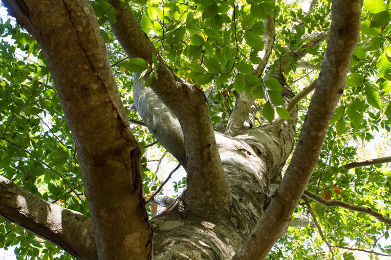 American Beech_03.JPG