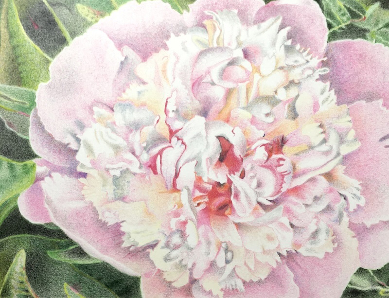 TwoSisters_Peony-Orange-Lace_Hoeft.jpg
