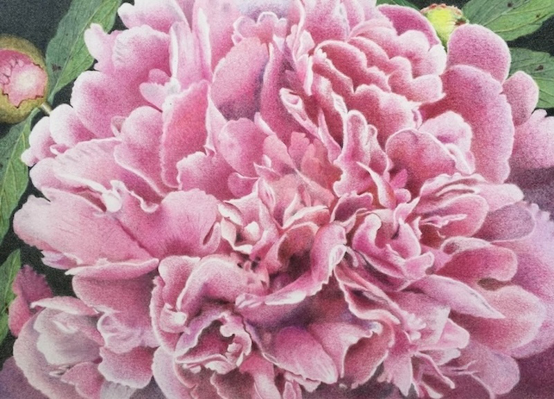 TwoSisters_peony-Dr-Alexander-Fleming_Hoeft.jpg