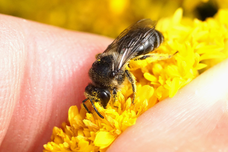 bee-colletes-simulans.jpg