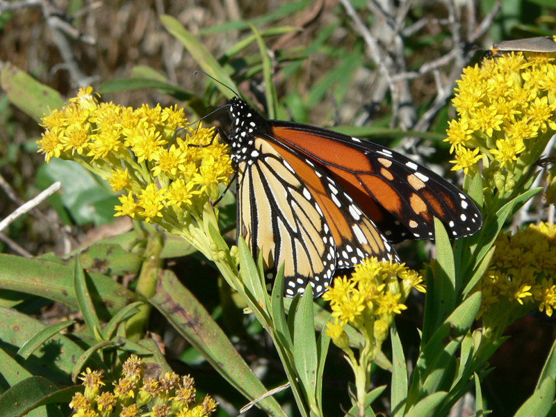 butterfly-monarch-goldenrod.jpg