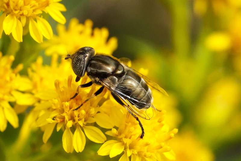 fly-eristalis-aeneus-goldenrod.jpg