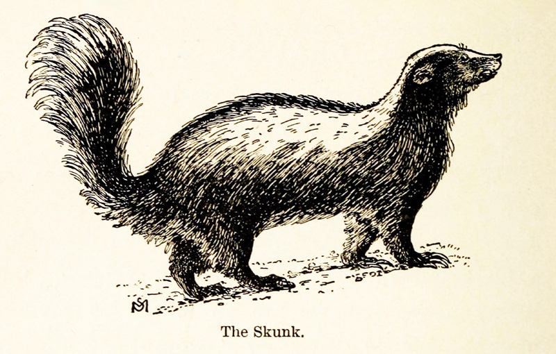 289e Skunk (1898 – The Skunk).jpg