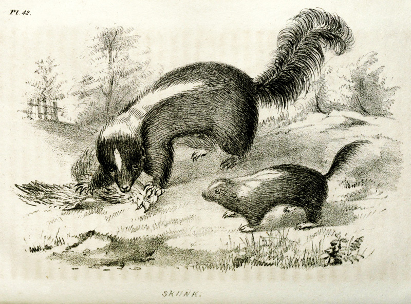 289f Skunk (1848 – killing chicken).jpg