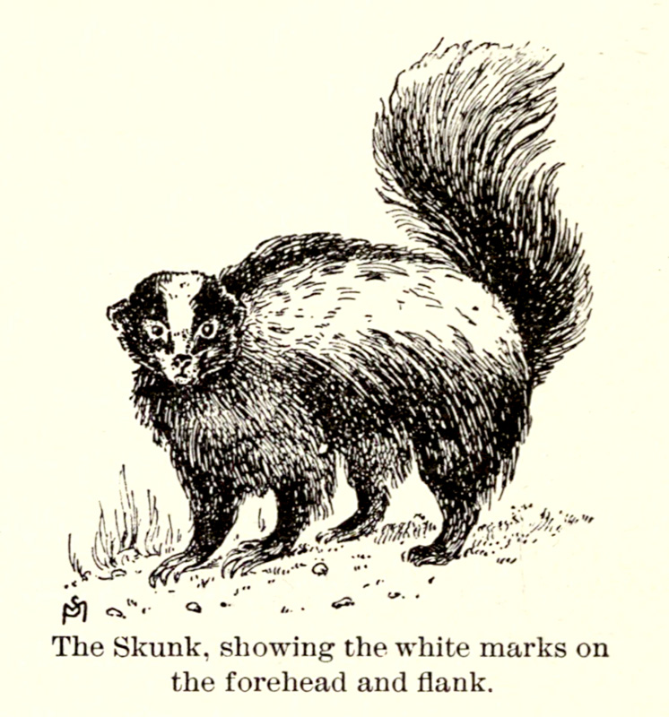 289g Skunk (1898 -white marks).jpg