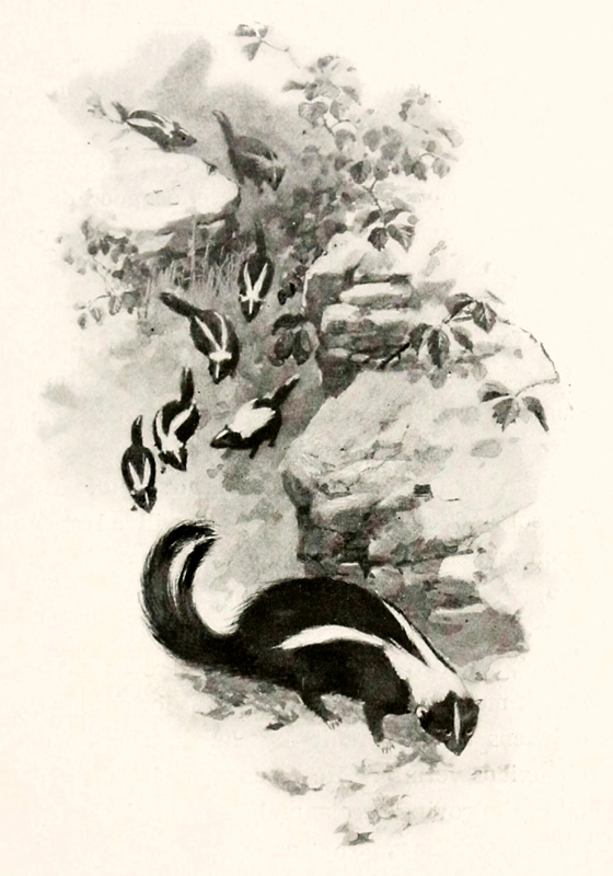 289h. Skunk (1901 – The Family Followed).jpg