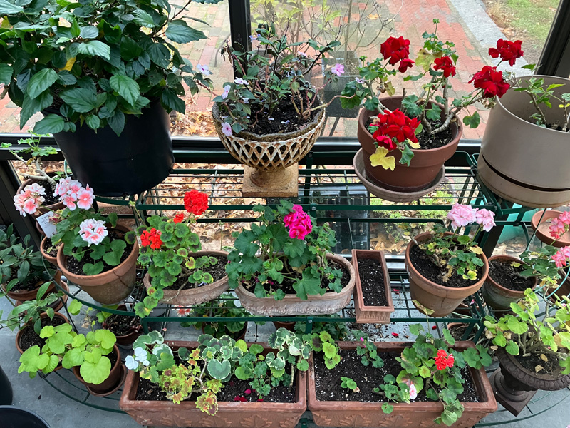 GN_bedding-plants.jpg
