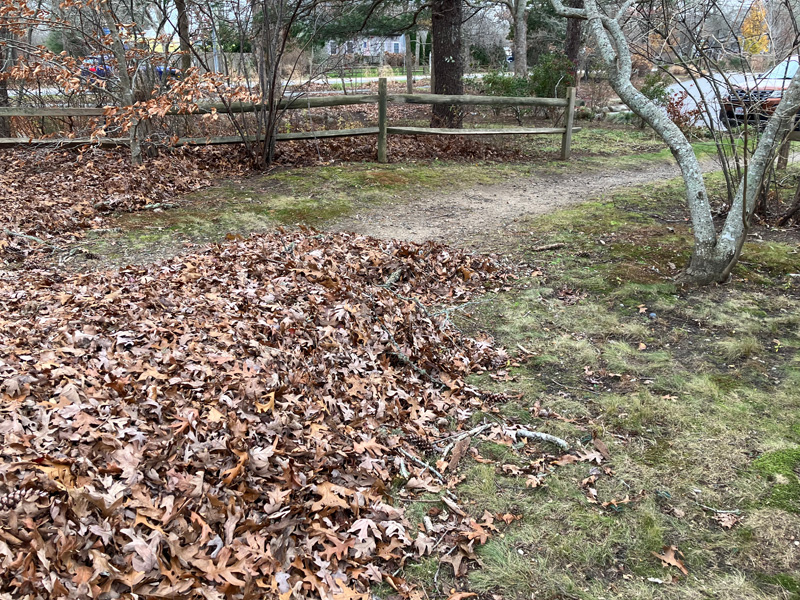 GN_leaf-piles.jpg
