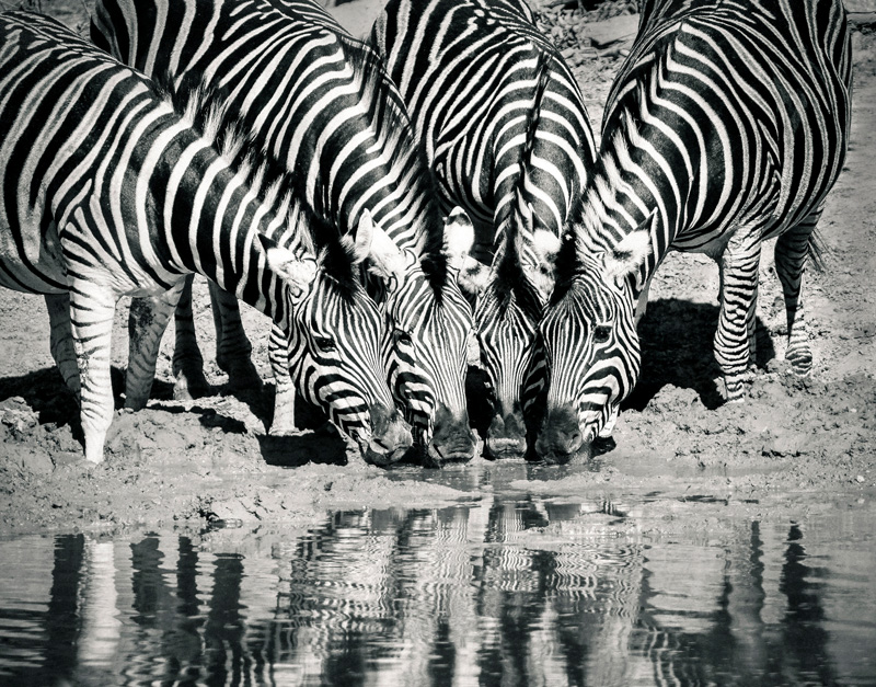 Zebras.jpg