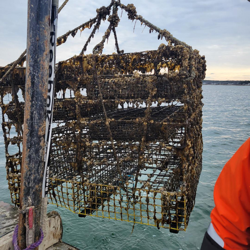 fishing-oysters-11.jpg