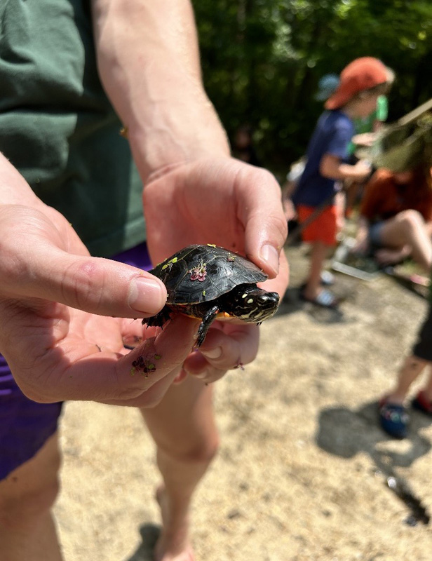 Counselor with Spotted Turtle.