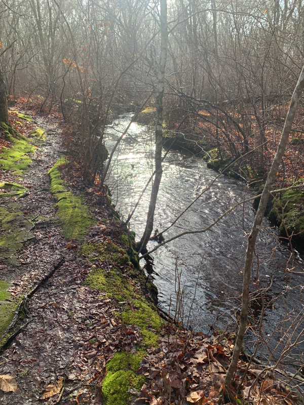 The brook along the River Trail was swollen to its banks and running fast.
