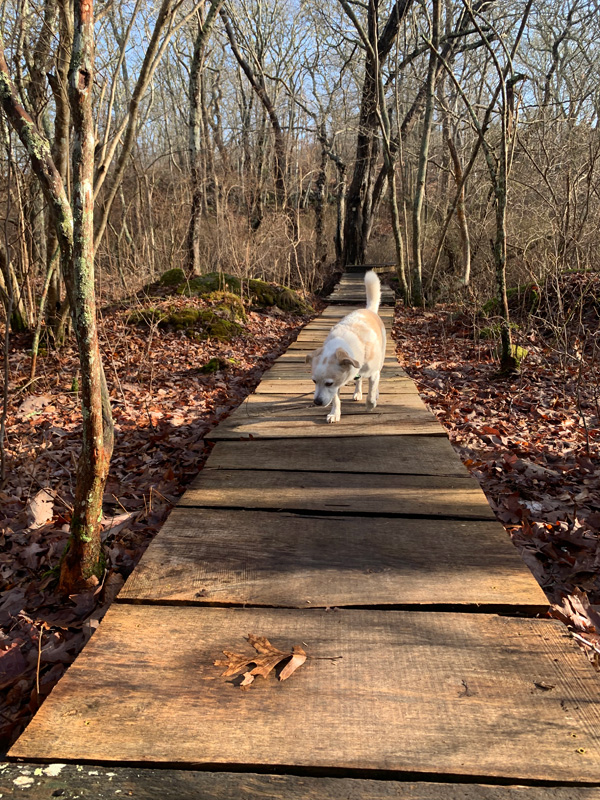 A wood-slat foot bridge over wetlands above the Tea Lane Farm. And Becham.