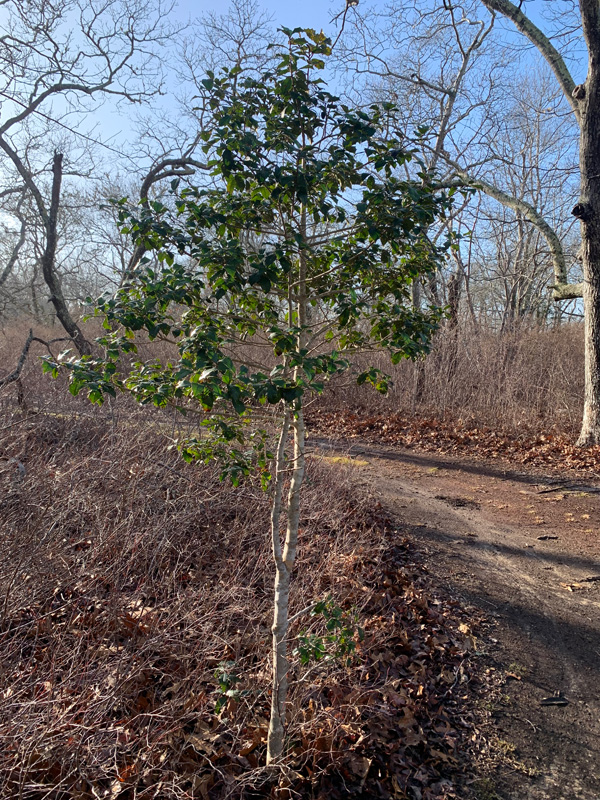 A sapling in the Middle Line Woods Preserve.