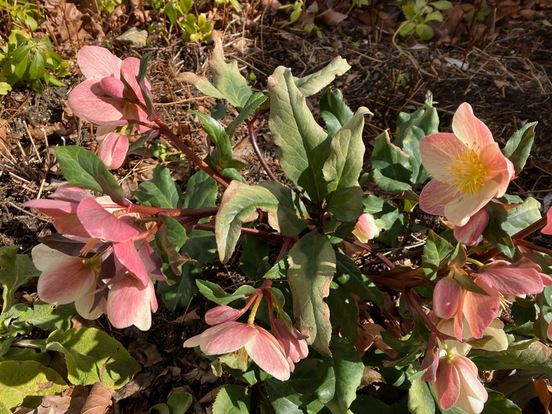 Happy hellebore in sunlight