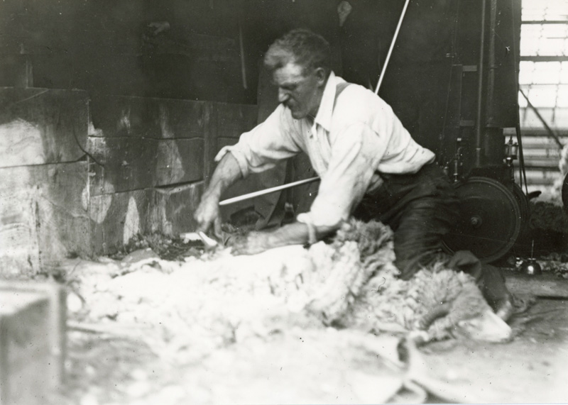 RU 465 A30 25c Sheep Shearing 1920