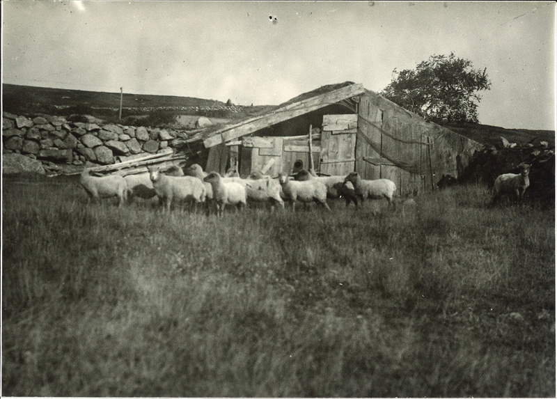 RU 465 A30 26c North Tisbury Sheep 1915-1920