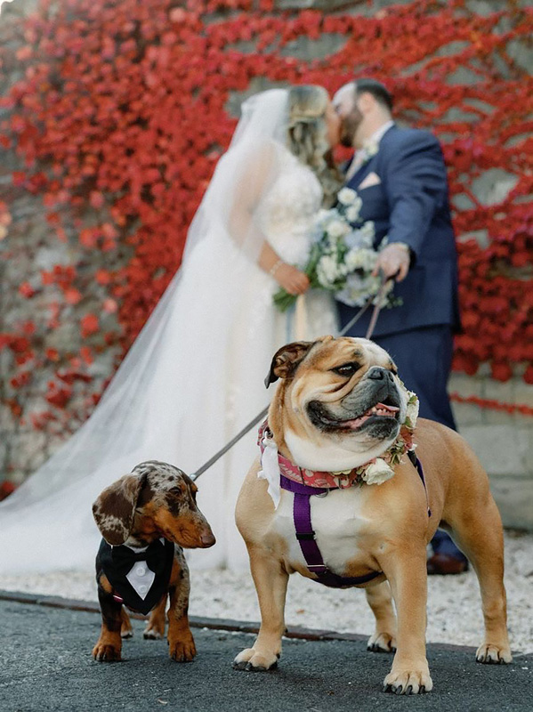#1_3_21_Com_Dachshund and bulldog _Bacchiochi wedding