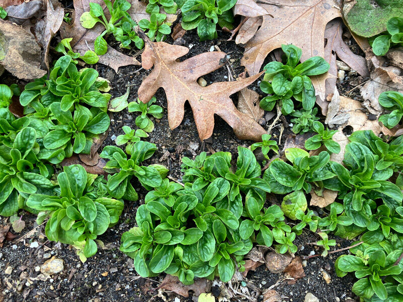 GN_kale-rosettes.jpg