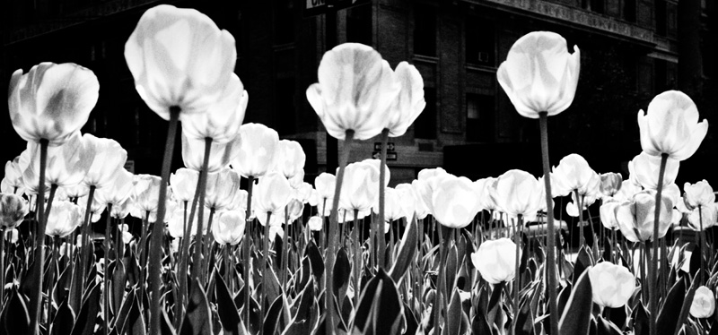 “Park Avenue tulip”
