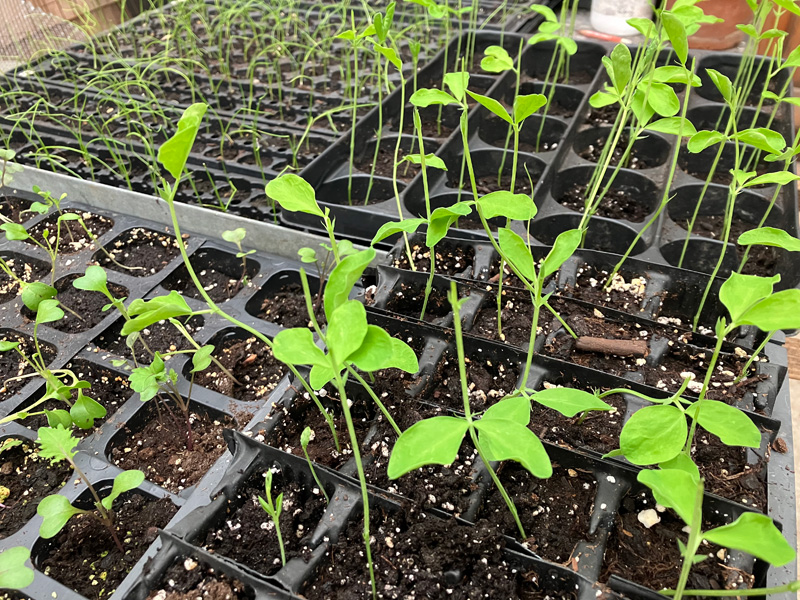 Mammoth-sweet-pea.jpg