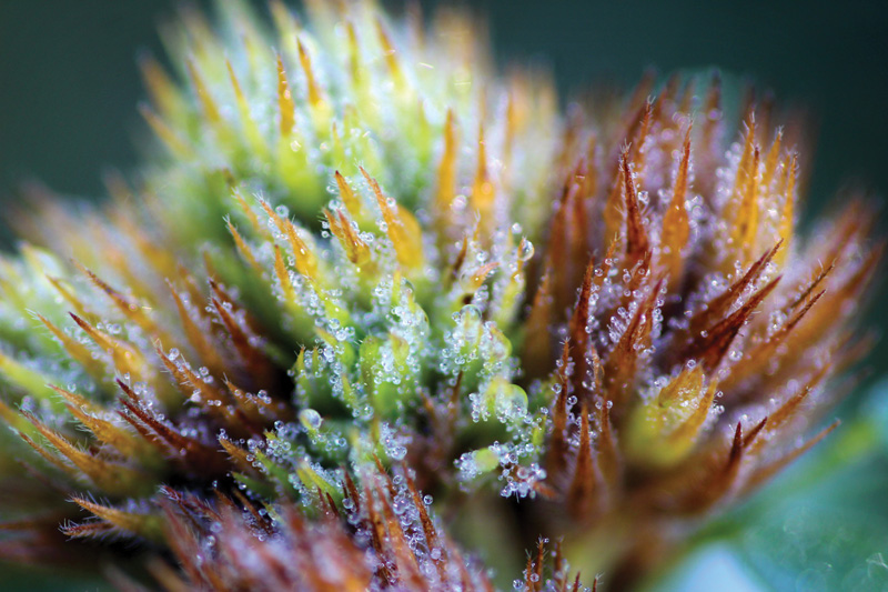 Morning Dew (Alex Biorci)