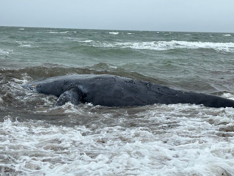 WhaleNB3