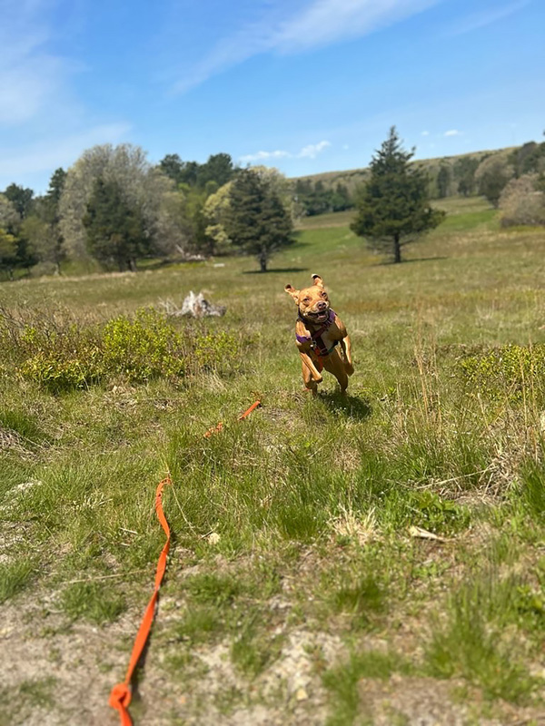 bonnie_pitbullmix