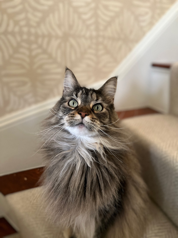 jimi_mainecooncat.jpg