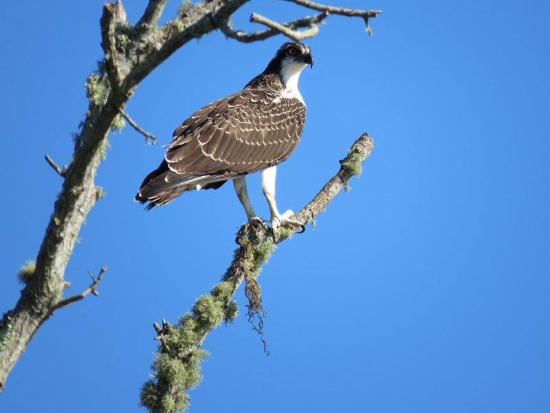 juvenile osprey SWAllen 2017.JPG