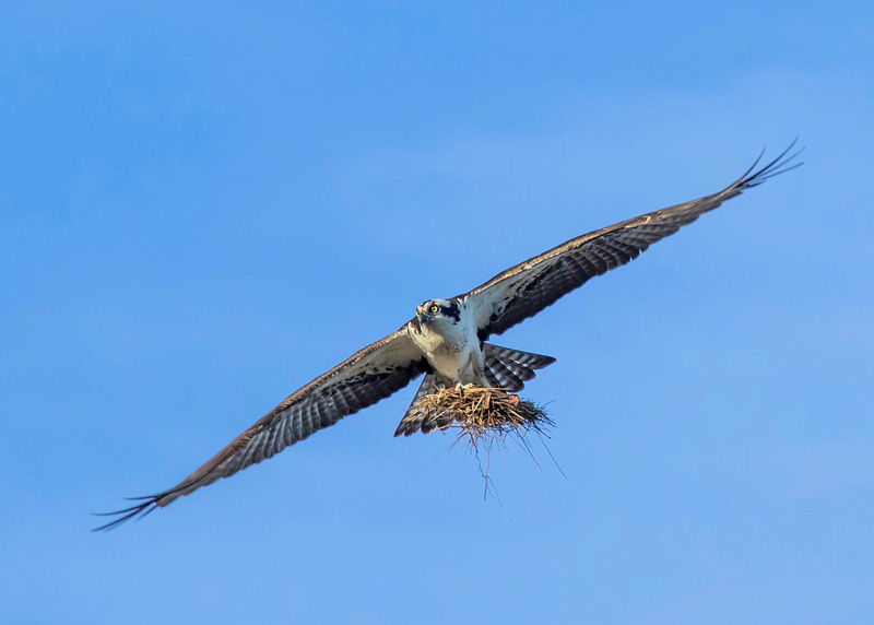 osprey-5.jpg
