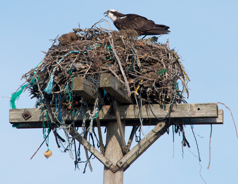 1 – Osprey on nest.jpg