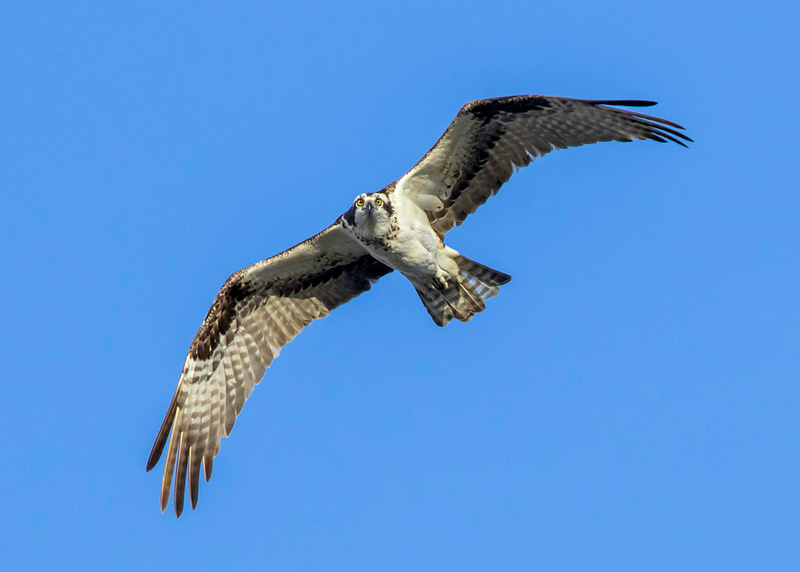 osprey-4.jpg