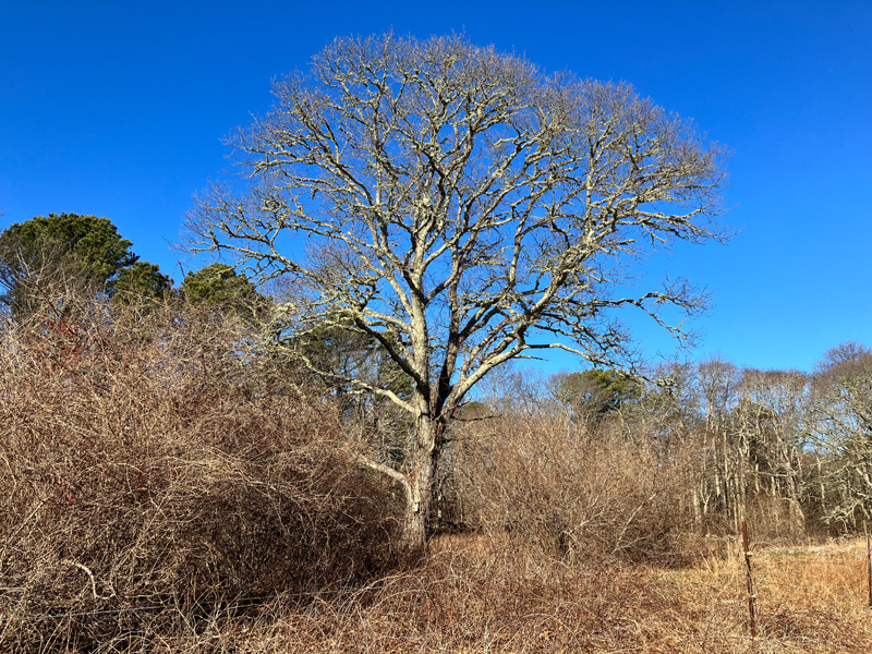 pasture-oak.jpg