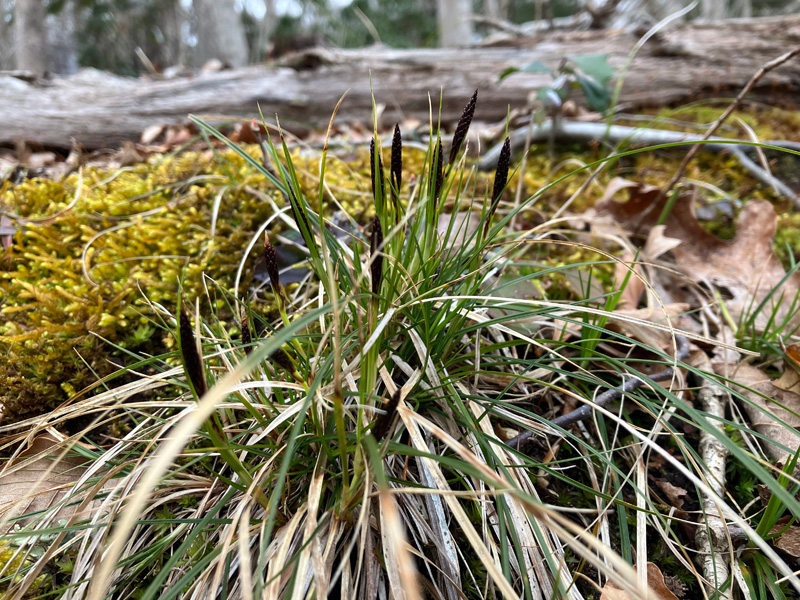 Carex-pensylvanicas.jpg