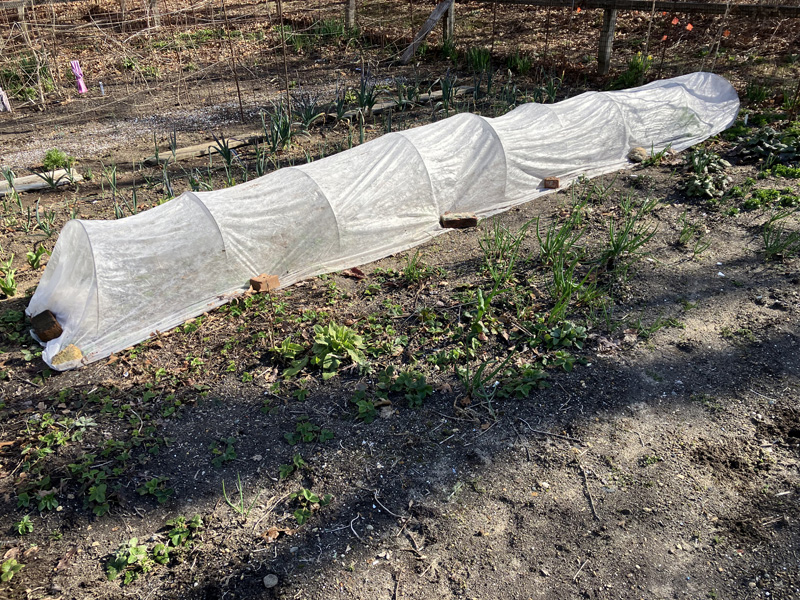 Low tunnels, easy protection.