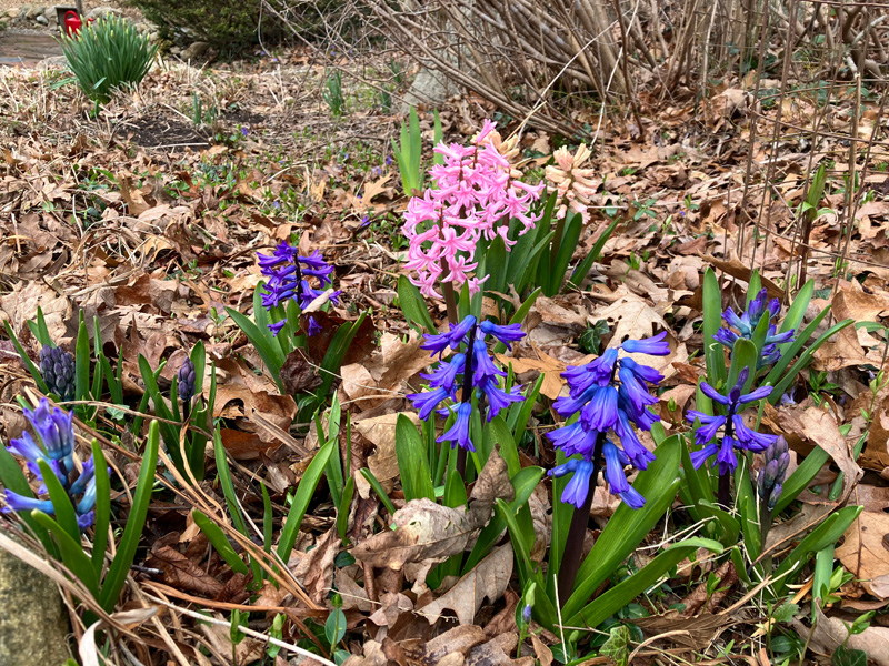 Hyacinths.jpg