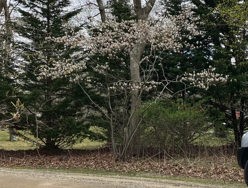 Amelanchier.jpg
