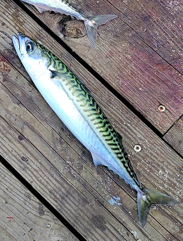 Mackerel are beautiful bait fish. Bass, bluefish, and tuna love eating them.