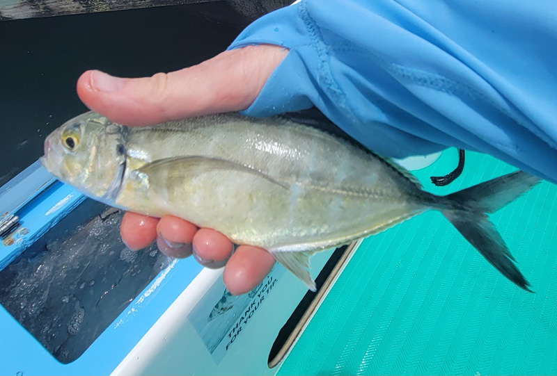 Blue Runner bait fish used both days.