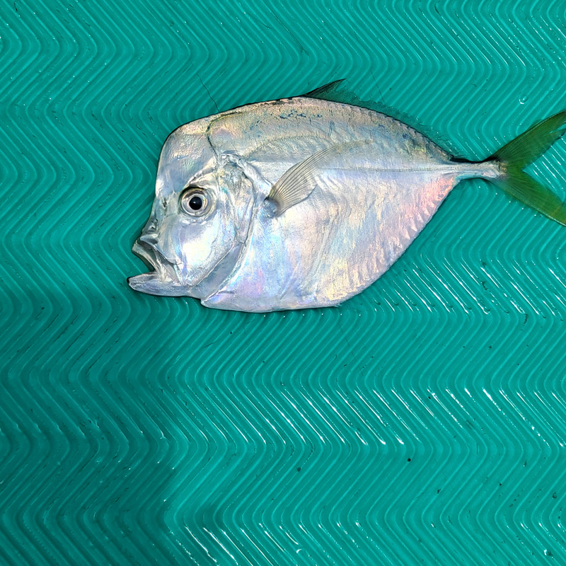 Fishing-Look-Down.jpg
