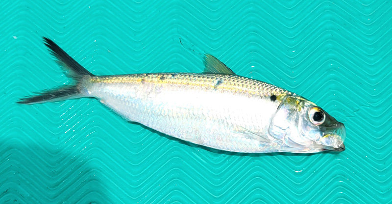 Fishing-Sardine