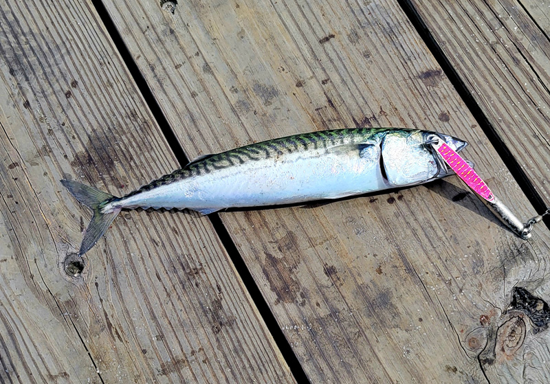 No tackle box should be without a pink Deadly Dick.
