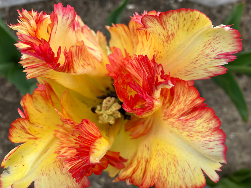 Tulips.jpg