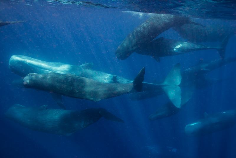 Whale-Speak-4.jpg