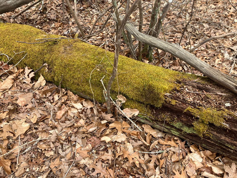 moss-covered-blowdowns.jpg