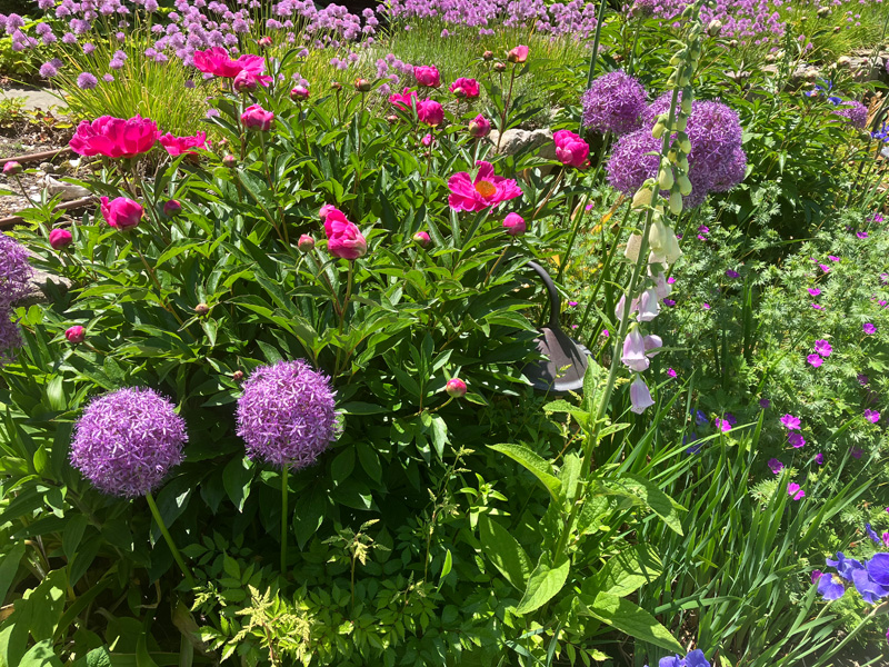 GN-Alliums.jpg
